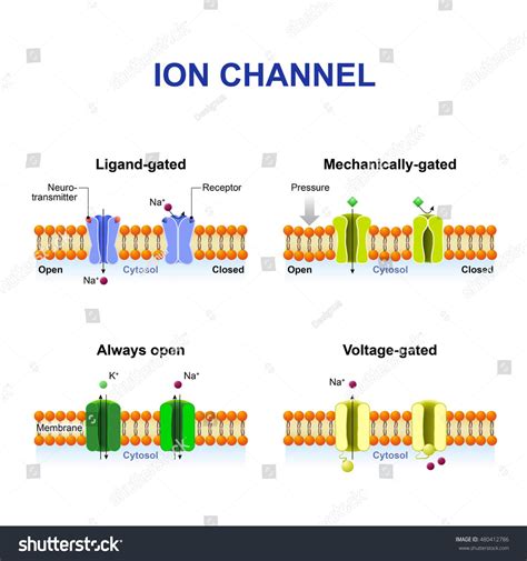 2 types of ion channels.